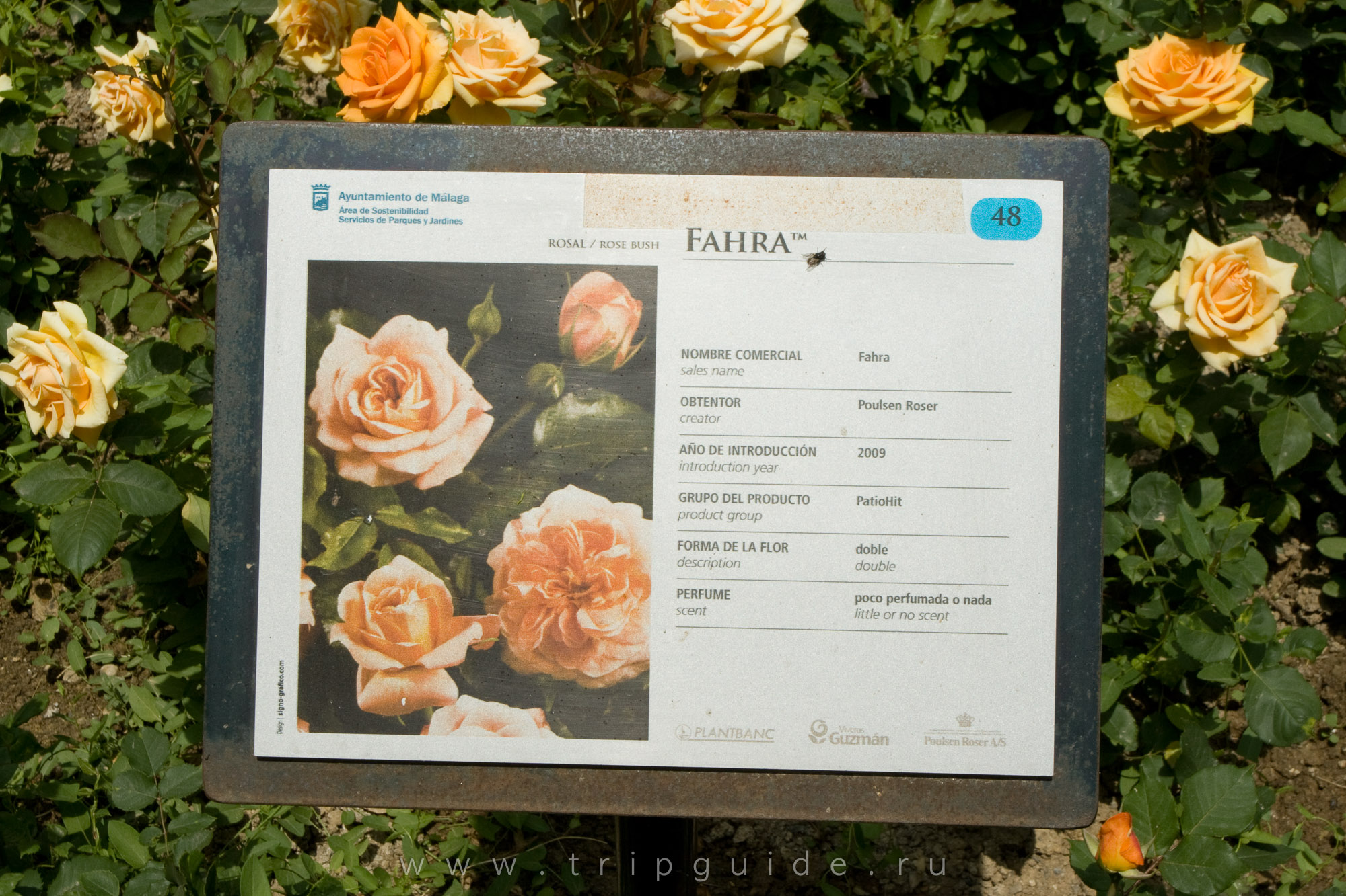 Розы сорта Fahra в саду Педро Луиса Алонсо Розы сорта Fahra в саду Педро Луиса Алонсо