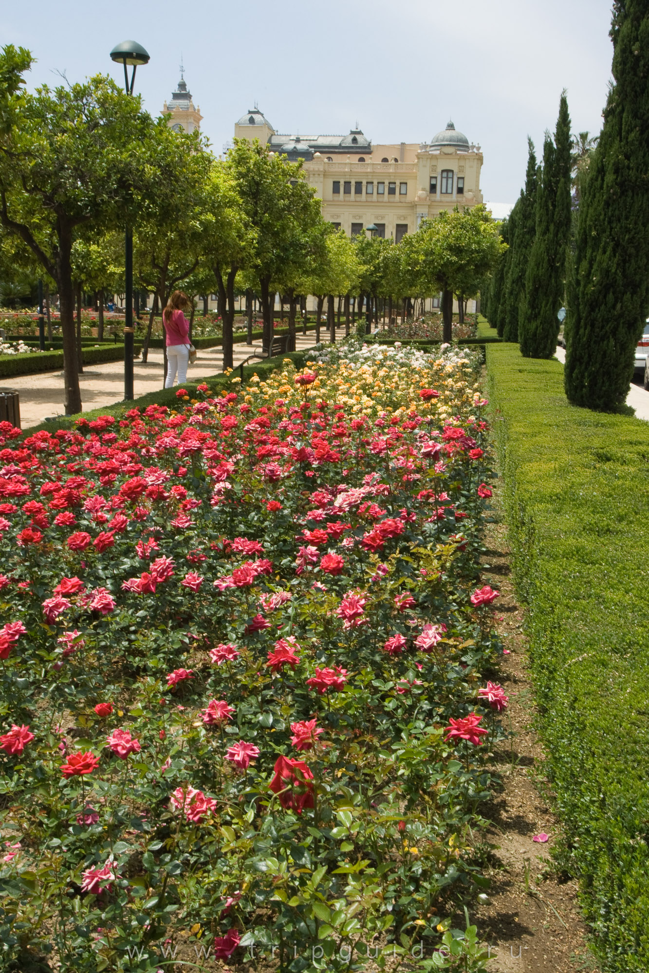 Розы сорта Alicante в саду Педро Луиса Алонсо Розы сорта Alicante в саду Педро Луиса Алонсо