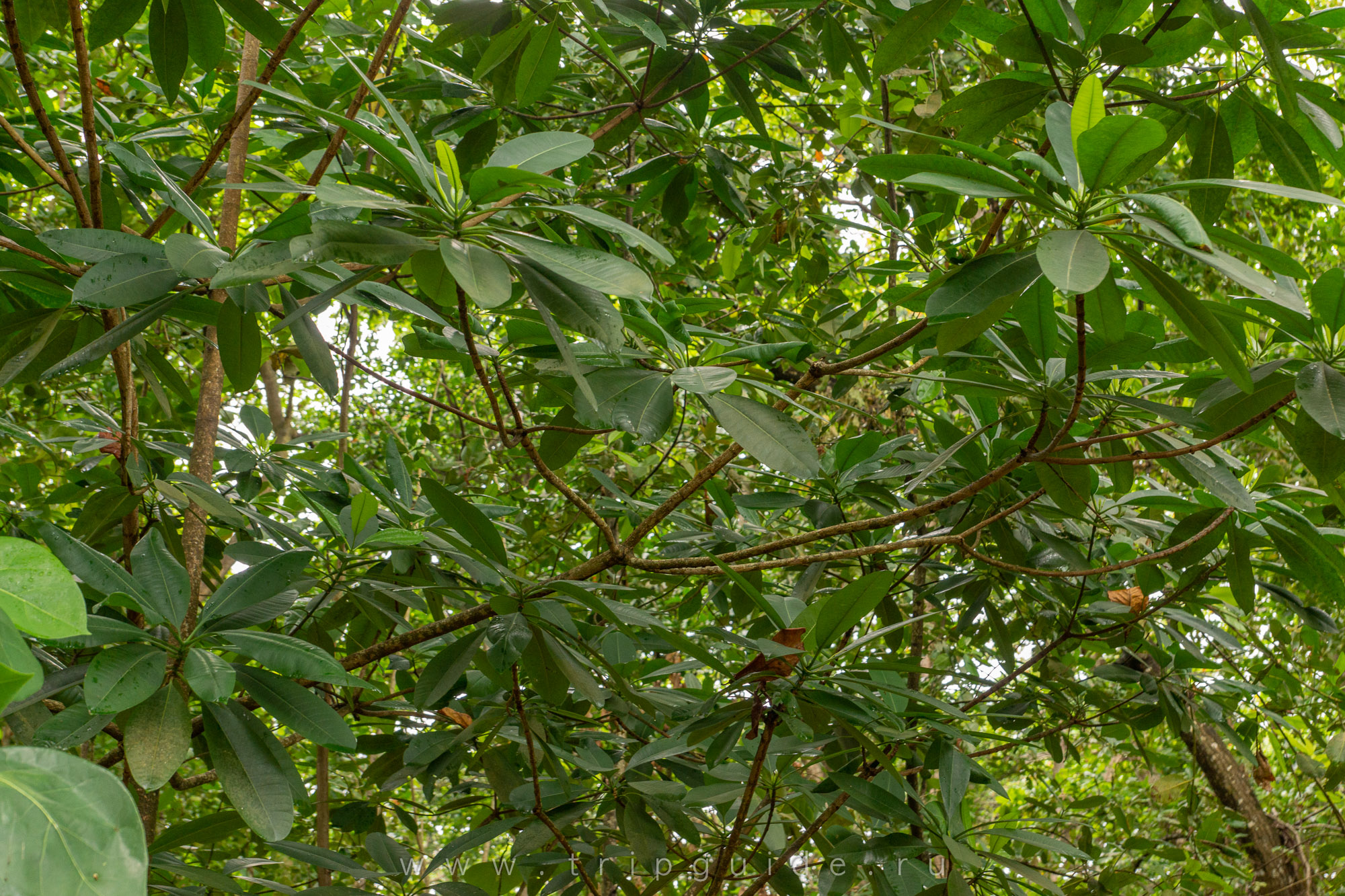 Bwa sousouri (Ochrosia parviflora) — в прошлом растение использовалось местными жителями как форма контрацепции; в больших дозах может вызвать выкидыш Bwa sousouri (Ochrosia parviflora) — в прошлом растение использовалось местными жителями как форма контрацепции; в больших дозах может вызвать выкидыш