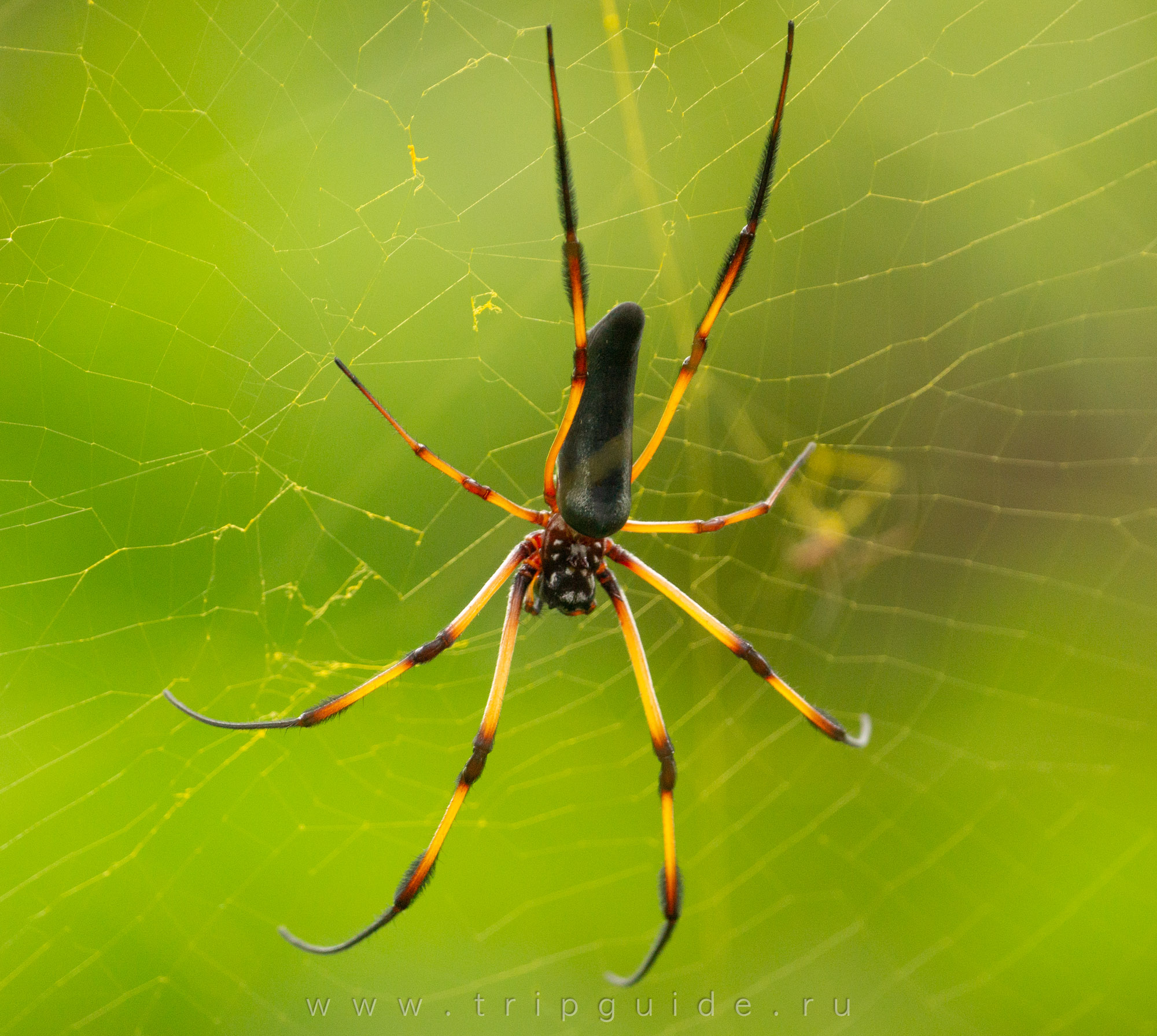 Кругопряд-нефил (nephila inaurata) Кругопряд-нефил (nephila inaurata)
